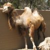 bactrian camel-3